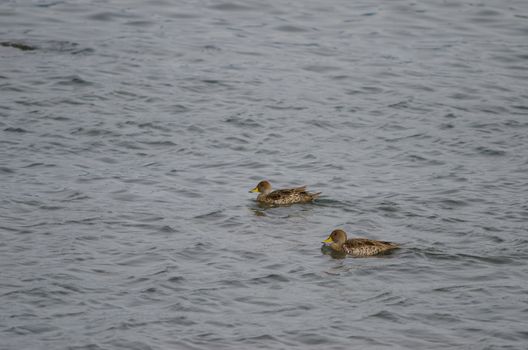 Chilean teals Anas flavirostris flavirostris. Puerto Natales. Ultima Esperanza Province. Magallanes and Chilean Antarctic Region. Chile.