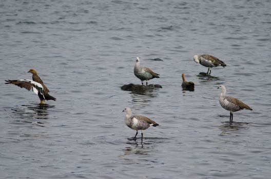 Upland geese Chloephaga picta on the sea. Puerto Natales. Ultima Esperanza Province. Magallanes and Chilean Antarctic Region. Chile.