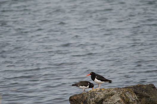 Magellanic oystercatchers Haematopus leucopodus on a rock. Adult to the right and juvenile to the left. Puerto Natales. Ultima Esperanza Province. Magallanes and Chilean Antarctic Region. Chile.