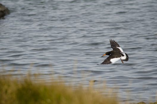 Juvenile Magellanic oystercatcher Haematopus leucopodus taking flight. Puerto Natales. Ultima Esperanza Province. Magallanes and Chilean Antarctic Region. Chile.