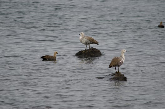 Upland geese Chloephaga picta on the sea. Males to the right and female to the left. Puerto Natales. Ultima Esperanza Province. Magallanes and Chilean Antarctic Region. Chile.