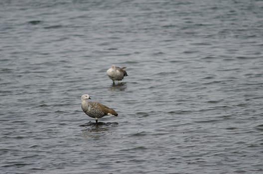 Upland geese Chloephaga picta on the sea. Males. Puerto Natales. Ultima Esperanza Province. Magallanes and Chilean Antarctic Region. Chile.