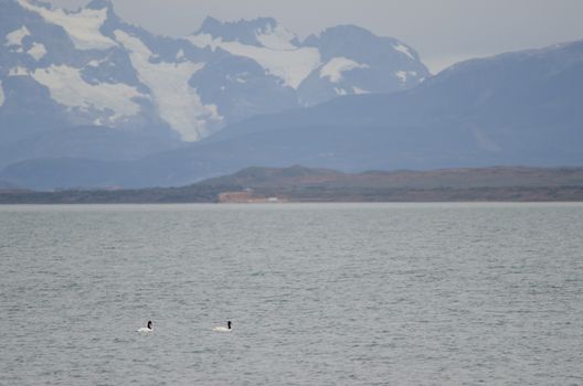 Black-necked swans Cygnus melancoryphus on the sea. Puerto Natales. Ultima Esperanza Province. Magallanes and Chilean Antarctic Region. Chile.