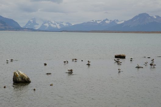 Upland geese Chloephaga picta on the sea. Puerto Natales. Ultima Esperanza Province. Magallanes and Chilean Antarctic Region. Chile.