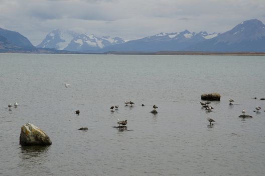 Upland geese Chloephaga picta on the sea. Puerto Natales. Ultima Esperanza Province. Magallanes and Chilean Antarctic Region. Chile.