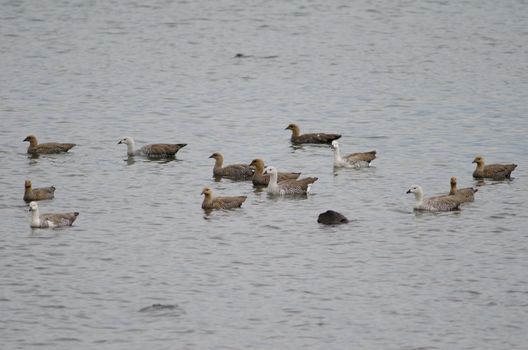 Upland geese Chloephaga picta on the sea. Puerto Natales. Ultima Esperanza Province. Magallanes and Chilean Antarctic Region. Chile.