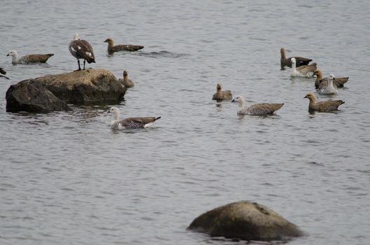 Upland geese Chloephaga picta on the sea. Puerto Natales. Ultima Esperanza Province. Magallanes and Chilean Antarctic Region. Chile.