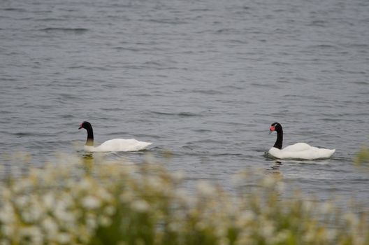 Black-necked swans Cygnus melancoryphus on the sea. Puerto Natales. Ultima Esperanza Province. Magallanes and Chilean Antarctic Region. Chile.