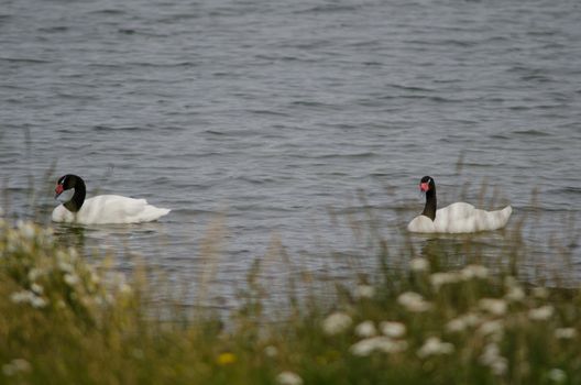 Black-necked swans Cygnus melancoryphus on the sea. Puerto Natales. Ultima Esperanza Province. Magallanes and Chilean Antarctic Region. Chile.