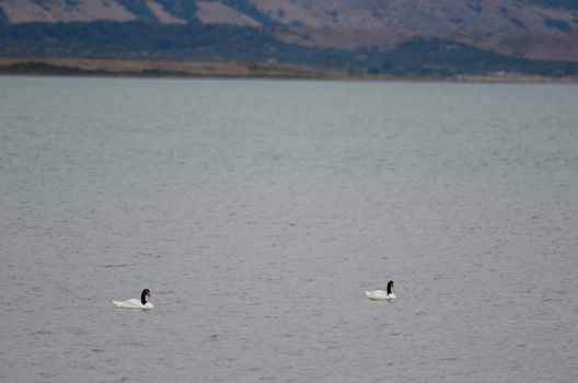 Black-necked swans Cygnus melancoryphus on the sea. Puerto Natales. Ultima Esperanza Province. Magallanes and Chilean Antarctic Region. Chile.