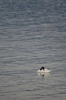 Black-necked swans Cygnus melancoryphus preening. Puerto Natales. Ultima Esperanza Province. Magallanes and Chilean Antarctic Region. Chile.