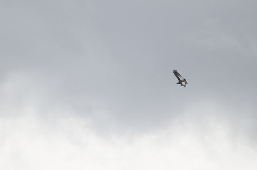 Andean condor Vultur gryphus in flight. Ultima Esperanza Province. Magallanes and Chilean Antarctic Region. Chilean Patagonia. Chile.