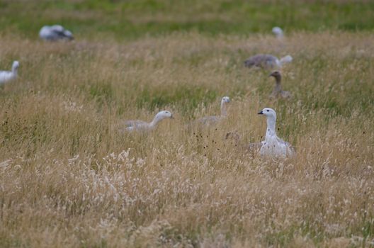 Upland Geese Chloephaga picta in a meadow. Torres del Paine National Park. Ultima Esperanza Province. Magallanes and Chilean Antarctic Region. Chilean Patagonia. Chile.