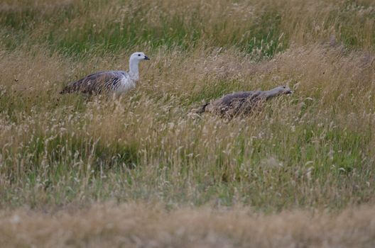 Upland Geese Chloephaga picta . Torres del Paine National Park. Ultima Esperanza Province. Magallanes and Chilean Antarctic Region. Chilean Patagonia. Chile.