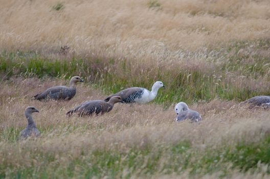 Upland Geese Chloephaga picta . Torres del Paine National Park. Ultima Esperanza Province. Magallanes and Chilean Antarctic Region. Chilean Patagonia. Chile.