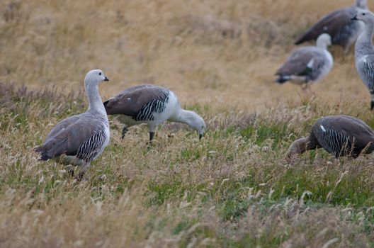 Upland Geese Chloephaga picta . Torres del Paine National Park. Ultima Esperanza Province. Magallanes and Chilean Antarctic Region. Chilean Patagonia. Chile.