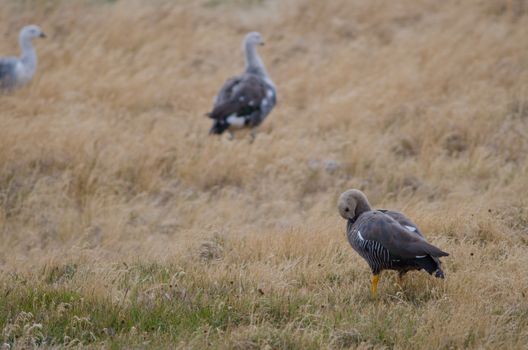 Female upland Geese Chloephaga picta preening. Torres del Paine National Park. Ultima Esperanza Province. Magallanes and Chilean Antarctic Region. Chilean Patagonia. Chile.