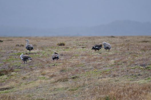 Upland Geese Chloephaga picta . Torres del Paine National Park. Ultima Esperanza Province. Magallanes and Chilean Antarctic Region. Chilean Patagonia. Chile.