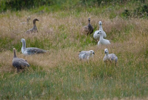 Upland Geese Chloephaga picta . Torres del Paine National Park. Ultima Esperanza Province. Magallanes and Chilean Antarctic Region. Chilean Patagonia. Chile.