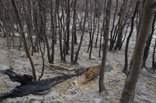 Burned forest in the forest fire of 2011-2012. Torres del Paine National Park. Ultima Esperanza Province. Magallanes and Chilean Antarctic Region. Chilean Patagonia. Chile.