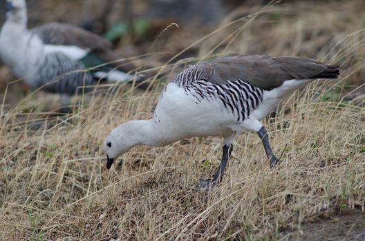 Male upland goose Chloephaga picta searching for food. Pudeto. Torres del Paine National Park. Ultima Esperanza Province. Magallanes and Chilean Antarctic Region. Chile.