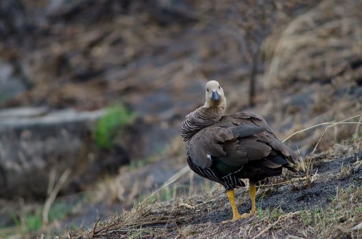 Female upland goose Chloephaga picta preening. Pudeto. Torres del Paine National Park. Ultima Esperanza province. Magallanes and Chilean Antarctic Region. Chile.