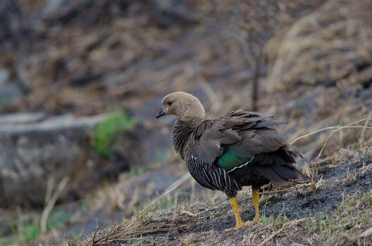 Female upland goose Chloephaga picta . Pudeto. Torres del Paine National Park. Ultima Esperanza Province. Magallanes and Chilean Antarctic Region. Chile.