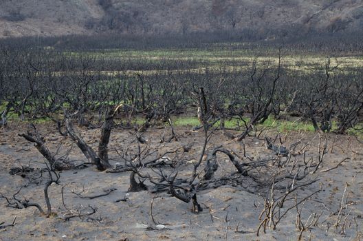 Burned scrubland in the forest fire of 2011-2012. Torres del Paine National Park. Ultima Esperanza Province. Magallanes and Chilean Antarctic Region. Chile.