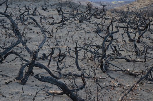 Burned bushes in the forest fire of 2011-2012. Torres del Paine National Park. Ultima Esperanza Province. Magallanes and Chilean Antarctic Region. Chile.