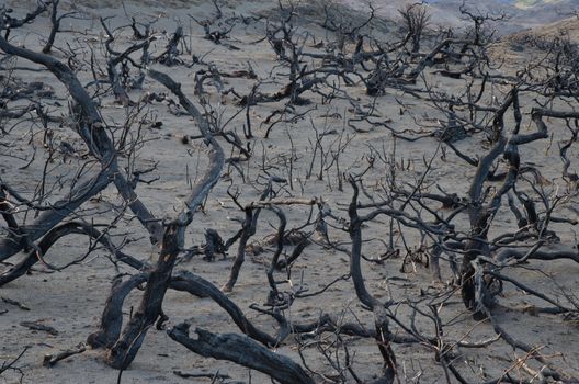 Burned bushes in the forest fire of 2011-2012. Torres del Paine National Park. Ultima Esperanza Province. Magallanes and Chilean Antarctic Region. Chile.