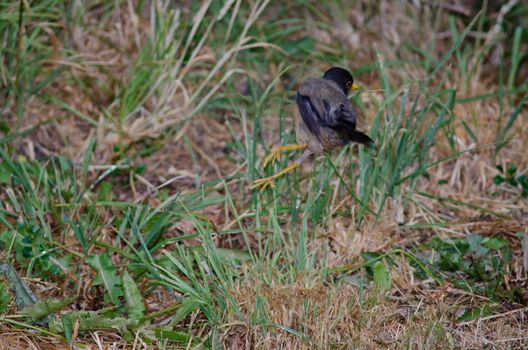 Magellan thrush Turdus falcklandii magellanicus jumping. Torres del Paine National Park. Ultima Esperanza Province. Magallanes and Chilean Antarctic Region. Chile.