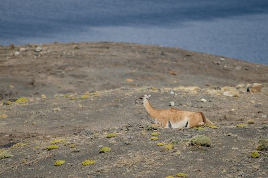 Guanaco Lama guanicoe resting in the Torres del Paine National Park. Ultima Esperanza Province. Magallanes and Chilean Antarctic Region. Chile.