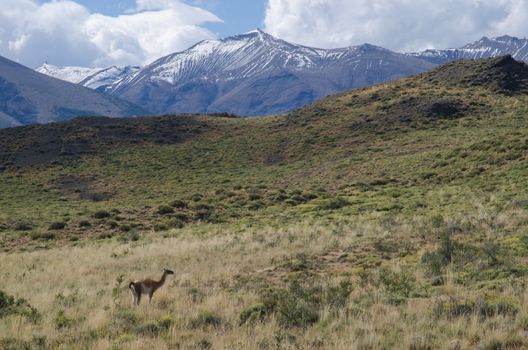 Guanaco Lama guanicoe in the Torres del Paine National Park. Ultima Esperanza Province. Magallanes and Chilean Antarctic Region. Chile.