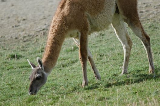 Guanaco Lama guanicoe grazing in the Torres del Paine National Park. Ultima Esperanza Province. Magallanes and Chilean Antarctic Region. Chile.