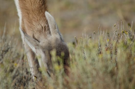 Detail of a guanaco Lama guanicoe grazing. Torres del Paine National Park. Ultima Esperanza Province. Magallanes and Chilean Antarctic Region. Chile.