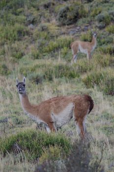 Female and cub of guanaco Lama guanicoe. Torres del Paine National Park. Ultima Esperanza Province. Magallanes and Chilean Antarctic Region. Chile.