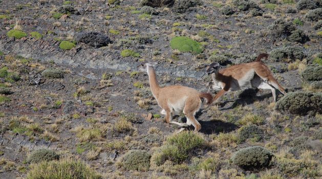 Males of guanaco Lama guanicoe fighting. Torres del Paine National Park. Ultima Esperanza Province. Magallanes and Chilean Antarctic Region. Chile.