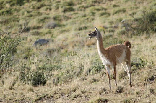 Guanaco Lama guanicoe calling in the Torres del Paine National Park. Ultima Esperanza Province. Magallanes and Chilean Antarctic Region. Chile.