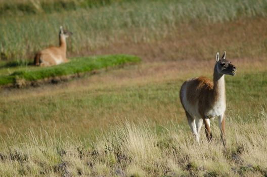 Female and cub of guanaco Lama guanicoe. Torres del Paine National Park. Ultima Esperanza Province. Magallanes and Chilean Antarctic Region. Chile.