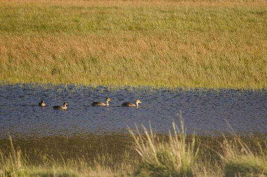 Chilean teals Anas flavirostris flavirostris. Torres del Paine National Park. Ultima Esperanza Province. Magallanes and Chilean Antarctic Region. Chile.