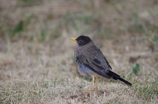 Magellan thrush Turdus falcklandii magellanicus. Torres del Paine National Park. Ultima Esperanza Province. Magallanes and Chilean Antarctic Region. Chile.