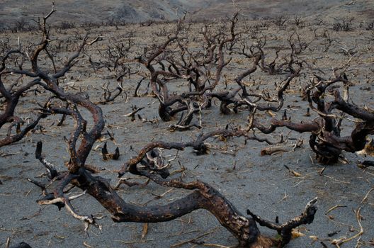 Burned shrubland in the Torres del Paine National Park by the great fire in 2011-2012. Ultima Esperanza Province. Magallanes and Chilean Antarctic Region. Chile.