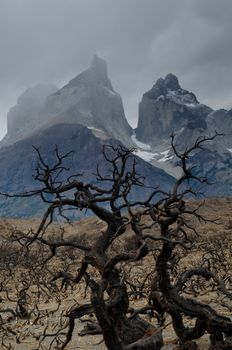 Paine Horns and burnt ground in the Torres del Paine National Park by the great fire in 2011-2012. Ultima Esperanza Province. Magallanes and Chilean Antarctic Region. Chile.
