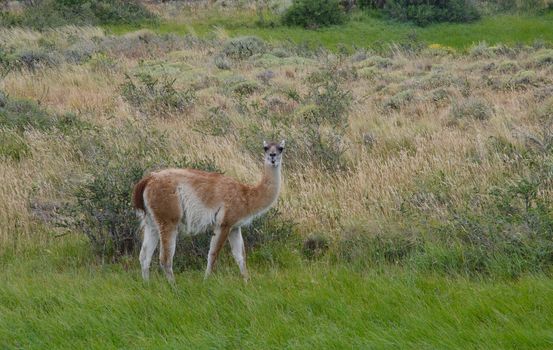 Guanaco Lama guanicoe in the Torres del Paine National Park. Ultima Esperanza Province. Magallanes and Chilean Antarctic Region. Chile.