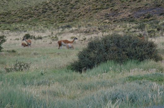 Females guanacos Lama guanicoe with their cubs. Torres del Paine National Park. Ultima Esperanza Province. Magallanes and Chilean Antarctic Region. Chile.