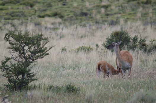 Cub guanaco Lama guanicoe sucking of her mother. Torres del Paine National Park. Ultima Esperanza Province. Magallanes and Chilean Antarctic Region. Chile.