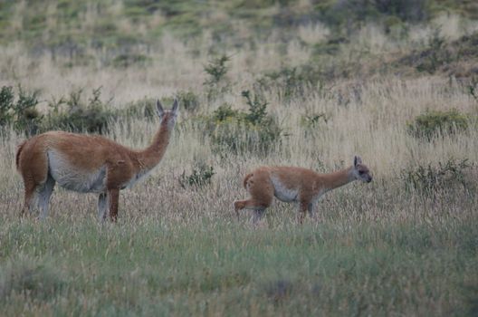 Female guanaco Lama guanicoe with its cub. Torres del Paine National Park. Ultima Esperanza Province. Magallanes and Chilean Antarctic Region. Chile.