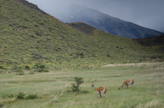 Guanacos Lama guanicoe in Torres del Paine National Park. Ultima Esperanza Province. Magallanes and Chilean Antarctic Region. Chile.