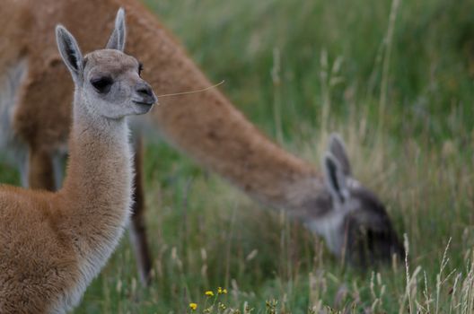 Guanacos Lama guanicoe eating with cub in the foreground. Torres del Paine National Park. Ultima Esperanza Province. Magallanes and Chilean Antarctic Region. Chile.