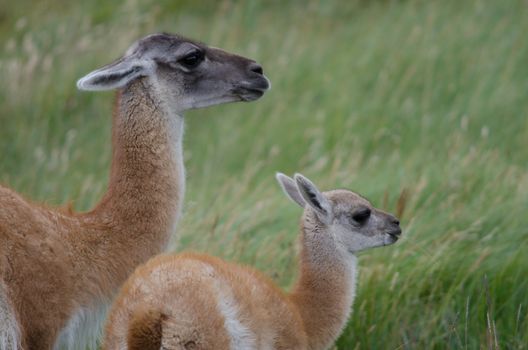 Female guanaco Lama guanicoe with its cub. Torres del Paine National Park. Ultima Esperanza Province. Magallanes and Chilean Antarctic Region. Chile.